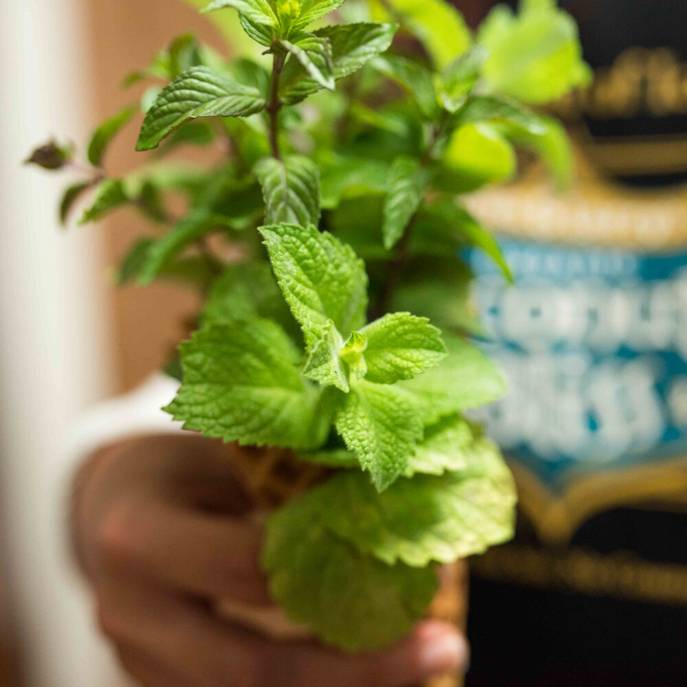mint-in-hand.jpg