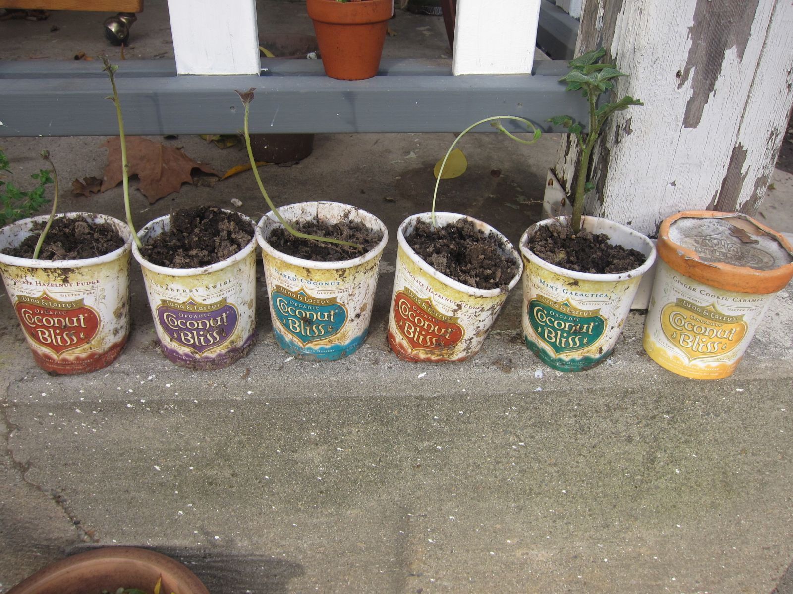 Upcycled Coconut Bliss pints featuring broccoli, peas, carrots, cauliflower and golden beets!