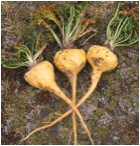 Organic Maca Root