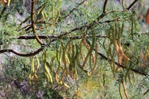 Organic Mesquite Pods
