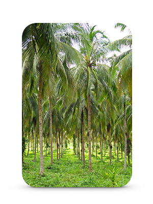 Organic Coconut Palm Grove